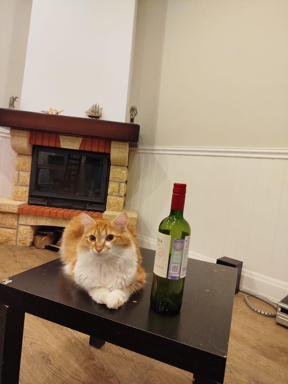 Фото В снегу и за рулем: в Новосибирске опубликовано свыше 50 фото милых питомцев к Дню кошек 13 - Сиб.ФМ Фото В снегу и за рулем: в Новосибирске опубликовано свыше 50 фото милых питомцев к Дню кошек 13